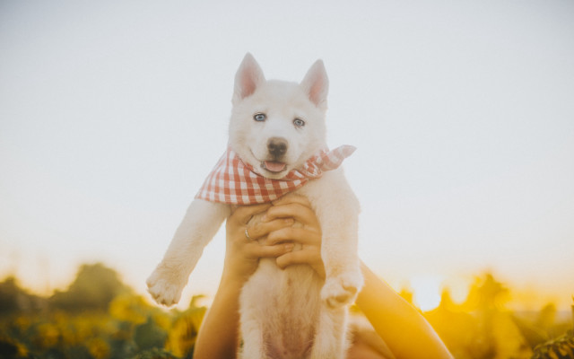 Sunflower field dog autumn fire free wallpaper for desktop - medium preview image