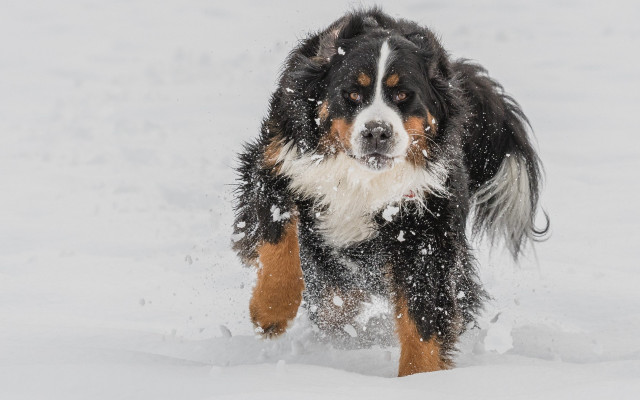 Dog running snow winter side free wallpaper for desktop - medium preview image