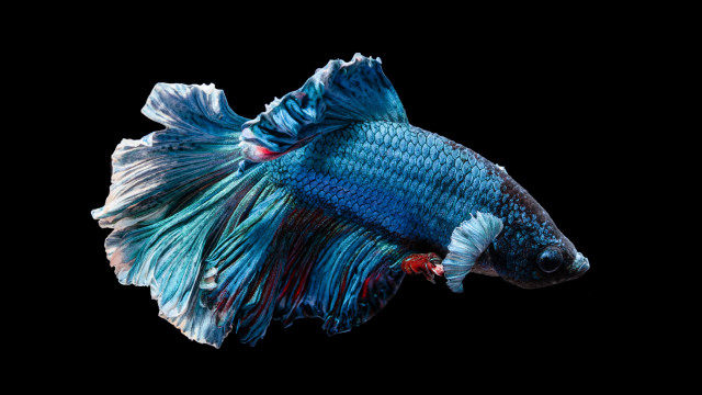 Blue white fish red tail free wallpaper for desktop - medium preview image