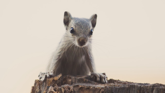 Small animal on stump sunny free wallpaper for desktop - medium preview image