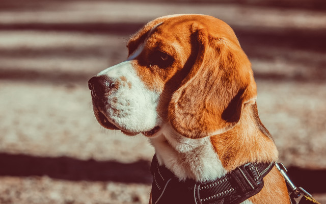 Dog collar looking distance blurry free wallpaper for desktop - medium preview image