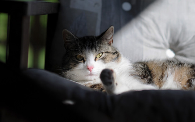 Cat chair pillow moon night free wallpaper for desktop - medium preview image