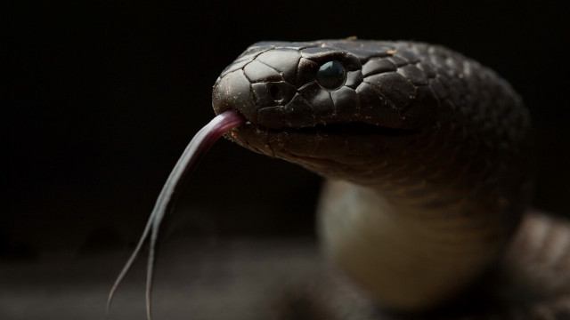 Snake tongue out cobra portrait free wallpaper for desktop - medium preview image