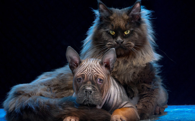 Cat dog blue surface hyperrealistic free wallpaper for desktop - medium preview image