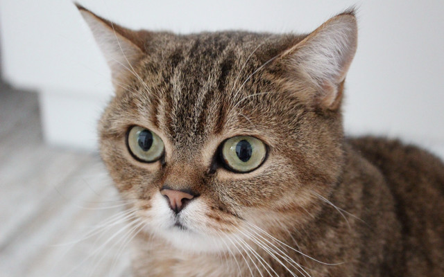 Cat green eyes serious superflat free wallpaper for desktop - medium preview image