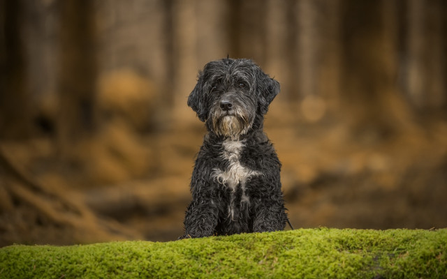 Black dog green field forest free wallpaper for desktop - medium preview image