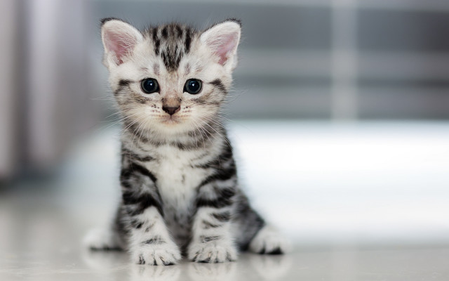 Kitten sad look blurry background free wallpaper for desktop - medium preview image