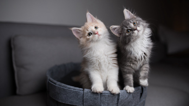 Kittens basket couch animal photography free wallpaper for desktop - medium preview image