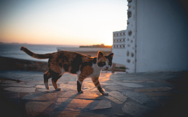 Cat walking ocean sunset tiltshift free wallpaper for desktop - medium preview image