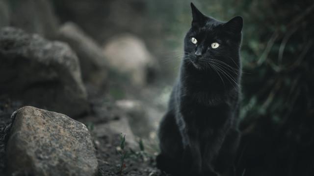 Black cat rock woods serious free wallpaper for desktop - medium preview image