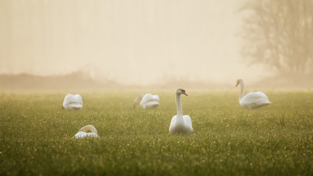 Swans grass fog tiltshift softlight free wallpaper for desktop - medium preview image
