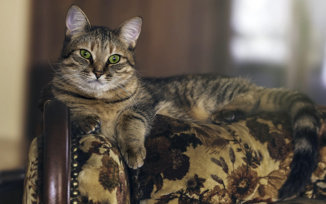 Regal floral cat green eyes free wallpaper for desktop - medium preview image