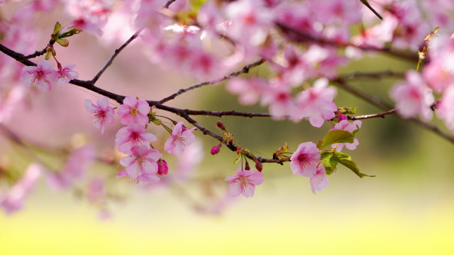 Pink flowers branch spring blossoms free wallpaper for desktop - medium preview image