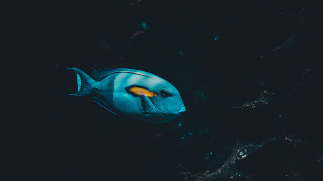 Blue fish yellow eye night #2 free wallpaper for desktop - medium preview image