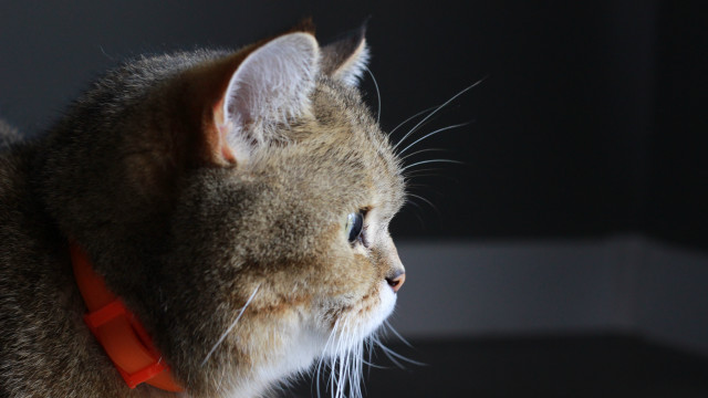 Cat collar macro light shallow free wallpaper for desktop - medium preview image