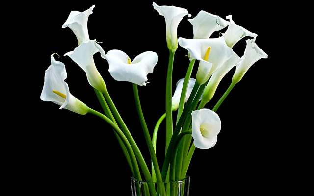 White flower vase still life free wallpaper for desktop - medium preview image