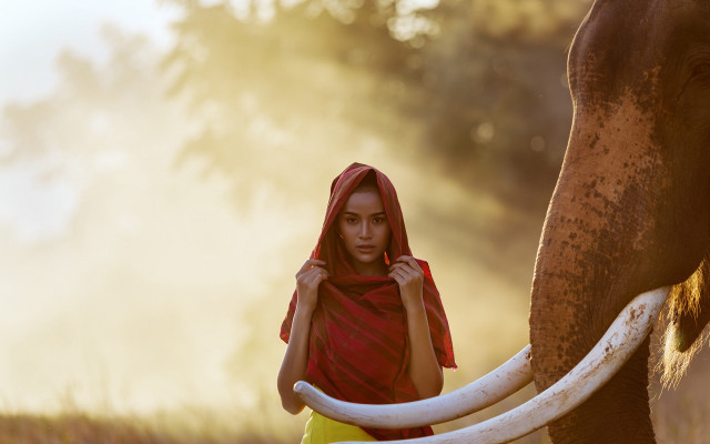 Woman elephant red shawl sumatraism free wallpaper for desktop - medium preview image