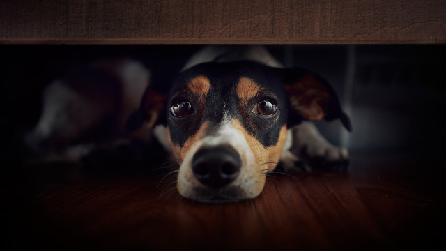 Sad dog looking up on free wallpaper for desktop - medium preview image
