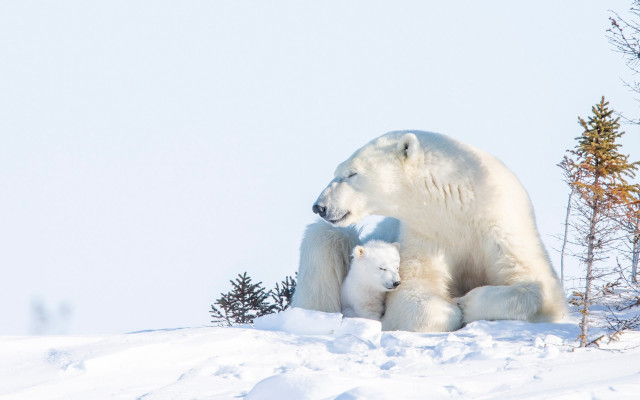 Polar bear cub snow ecological free wallpaper for desktop - medium preview image