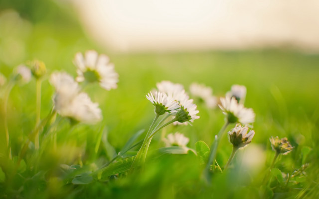White flower field blurry background free wallpaper for desktop - medium preview image