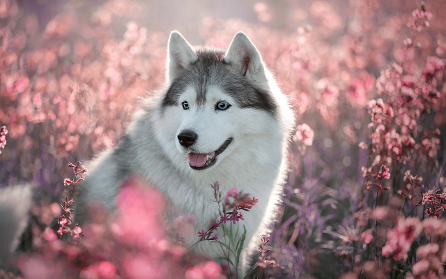 Husky flower field pink blossoms free wallpaper for desktop - medium preview image