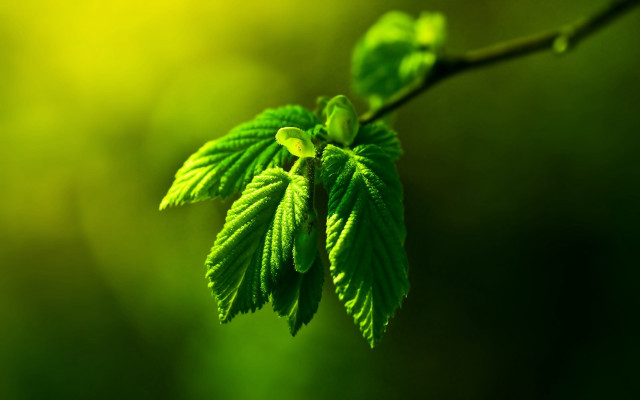 Green leaf branch macro background free wallpaper for desktop - medium preview image