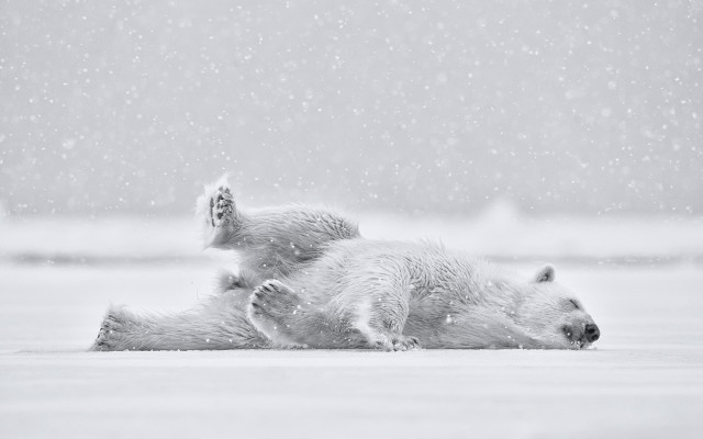 Polar bears playing snow night free wallpaper for desktop - medium preview image