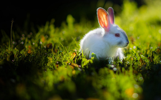 White rabbit dew grass christmas free wallpaper for desktop - medium preview image
