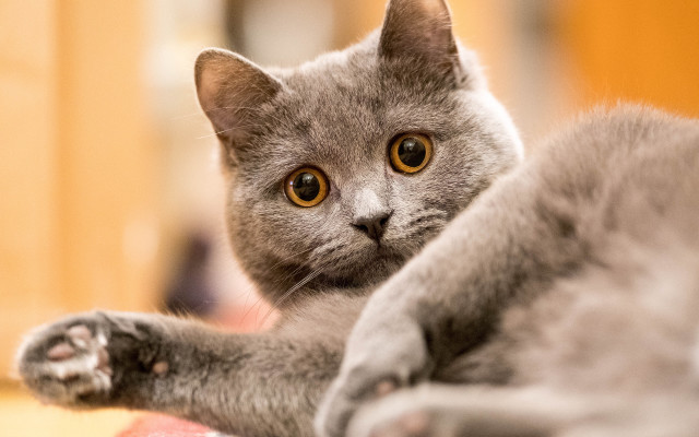 Grey cat table door floor free wallpaper for desktop - medium preview image