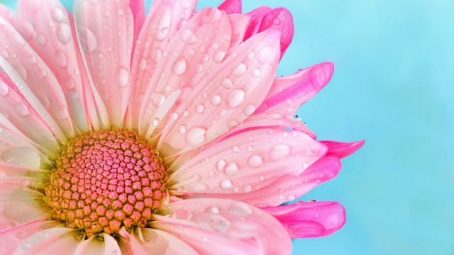 Pink flower water droplets macro #30 free wallpaper for desktop - medium preview image