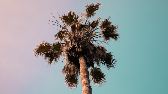 Palm tree blue sky clouds #8 free wallpaper for desktop - medium preview image
