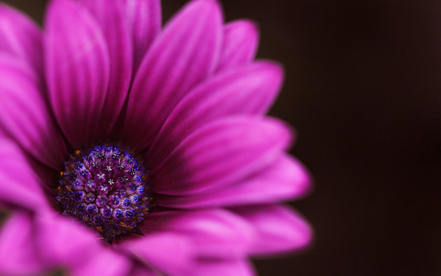 Purple flower macro blurry background #2 free wallpaper for desktop - medium preview image
