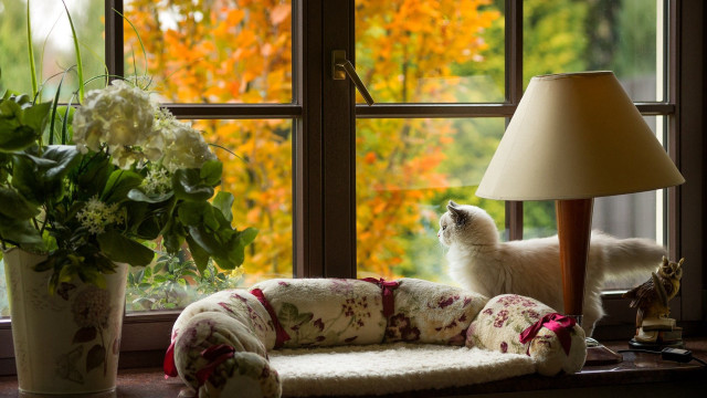 Cat couch window lamp vase free wallpaper for desktop - medium preview image