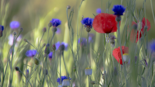 Flower field poppy cornflowers shallow free wallpaper for desktop - medium preview image