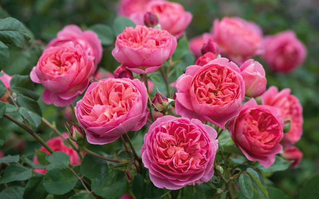 Pink roses garden blooming green free wallpaper for desktop - medium preview image