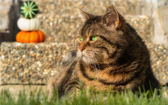 Cat grass wall pumpkins background free wallpaper for desktop - medium preview image