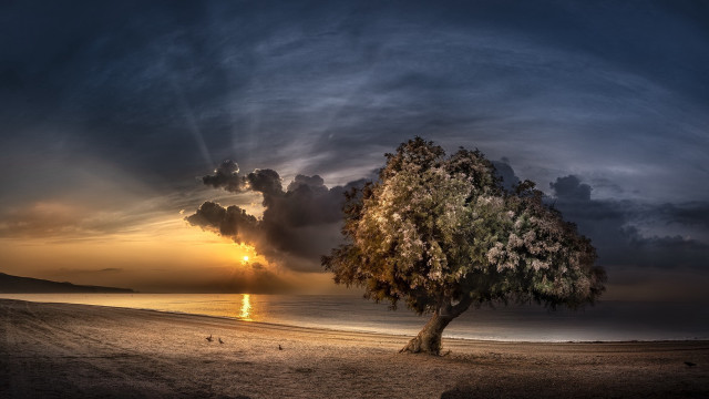 Tree beach sunset clouds water free wallpaper for desktop - medium preview image