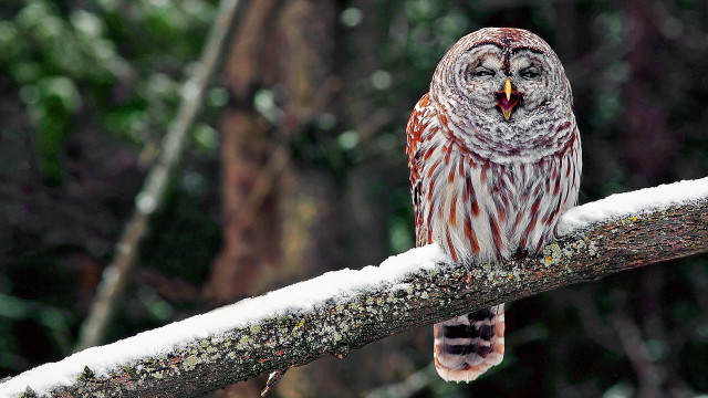 Barred owl snow branch open free wallpaper for desktop - medium preview image