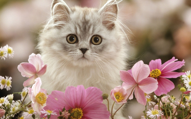 Sad cat flower field impressionism free wallpaper for desktop - medium preview image