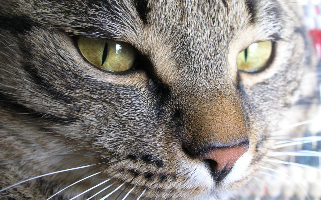 Green eyes cat closeup blurry free wallpaper for desktop - medium preview image