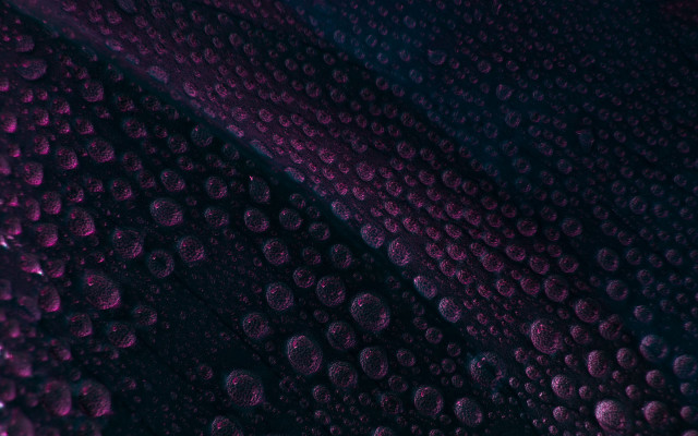 Purple black water droplets rose free wallpaper for desktop - medium preview image