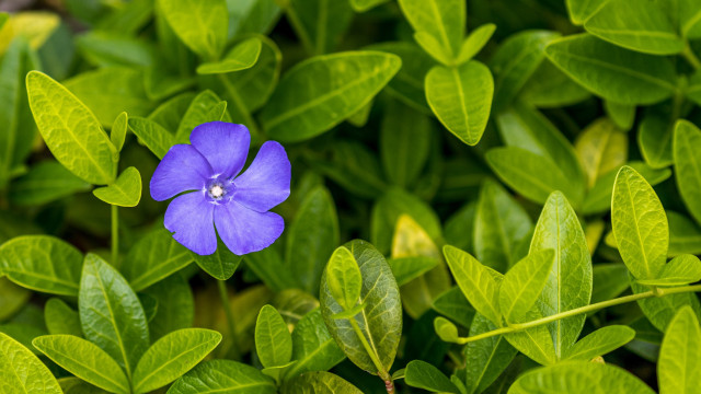Blue flower green leaves sunlight free wallpaper for desktop - medium preview image
