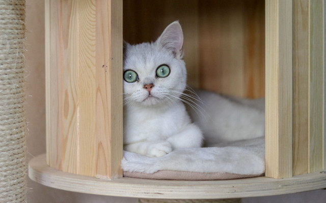 White cat green eyes wooden #2 free wallpaper for desktop - medium preview image