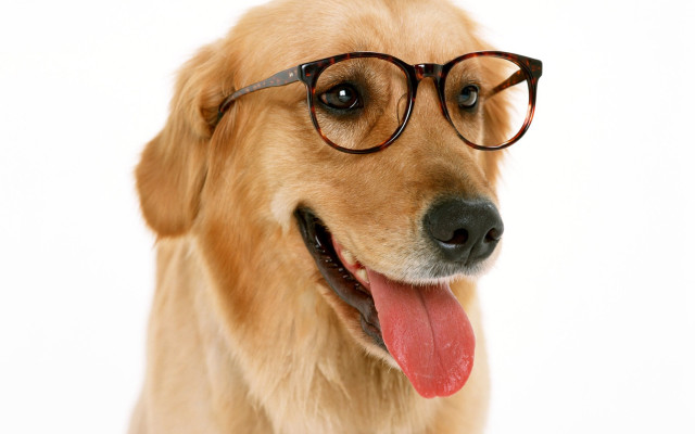 Dog glasses tongue out looking free wallpaper for desktop - medium preview image