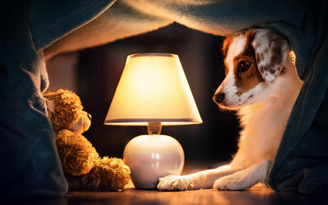 Dog blanket lamp teddy night free wallpaper for desktop - medium preview image