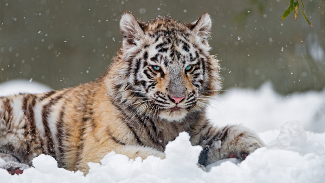 Tiger snowfall aurora blueeyes night free wallpaper for desktop - medium preview image