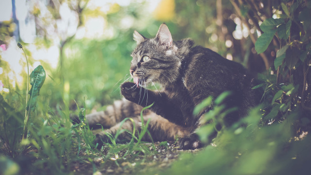 Cat sitting grass looking up free wallpaper for desktop - medium preview image