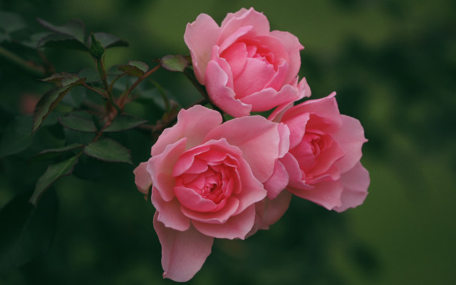 Pink roses garden macro flower free wallpaper for desktop - medium preview image