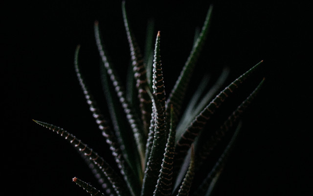 Closeup plant green leaves macro free wallpaper for desktop - medium preview image