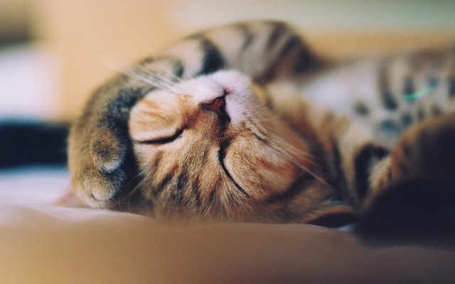Cat laying bed closed eyes free wallpaper for desktop - medium preview image